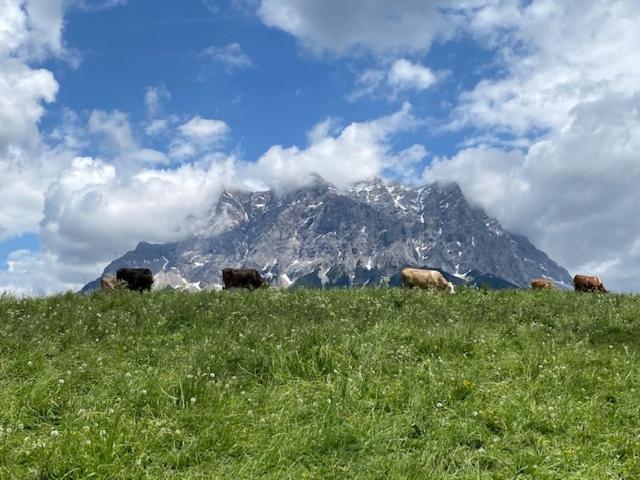 Bergheimat Tirol Daire Lermoos Dış mekan fotoğraf